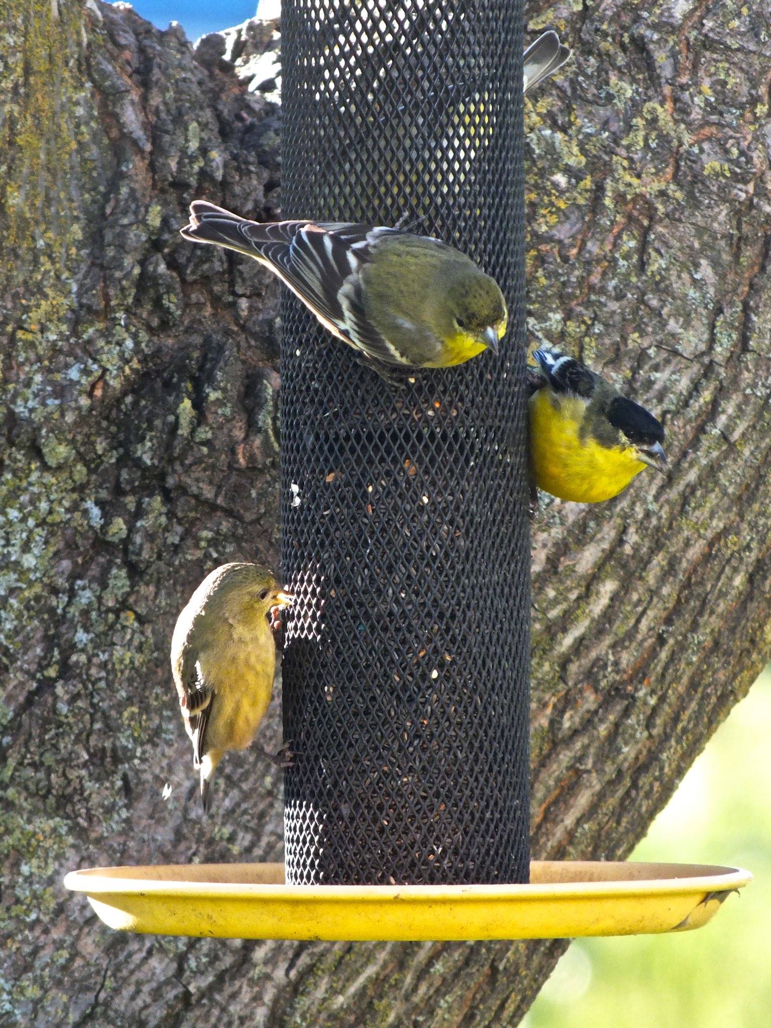 17015709_10154641454929690_7184428352837323534_o