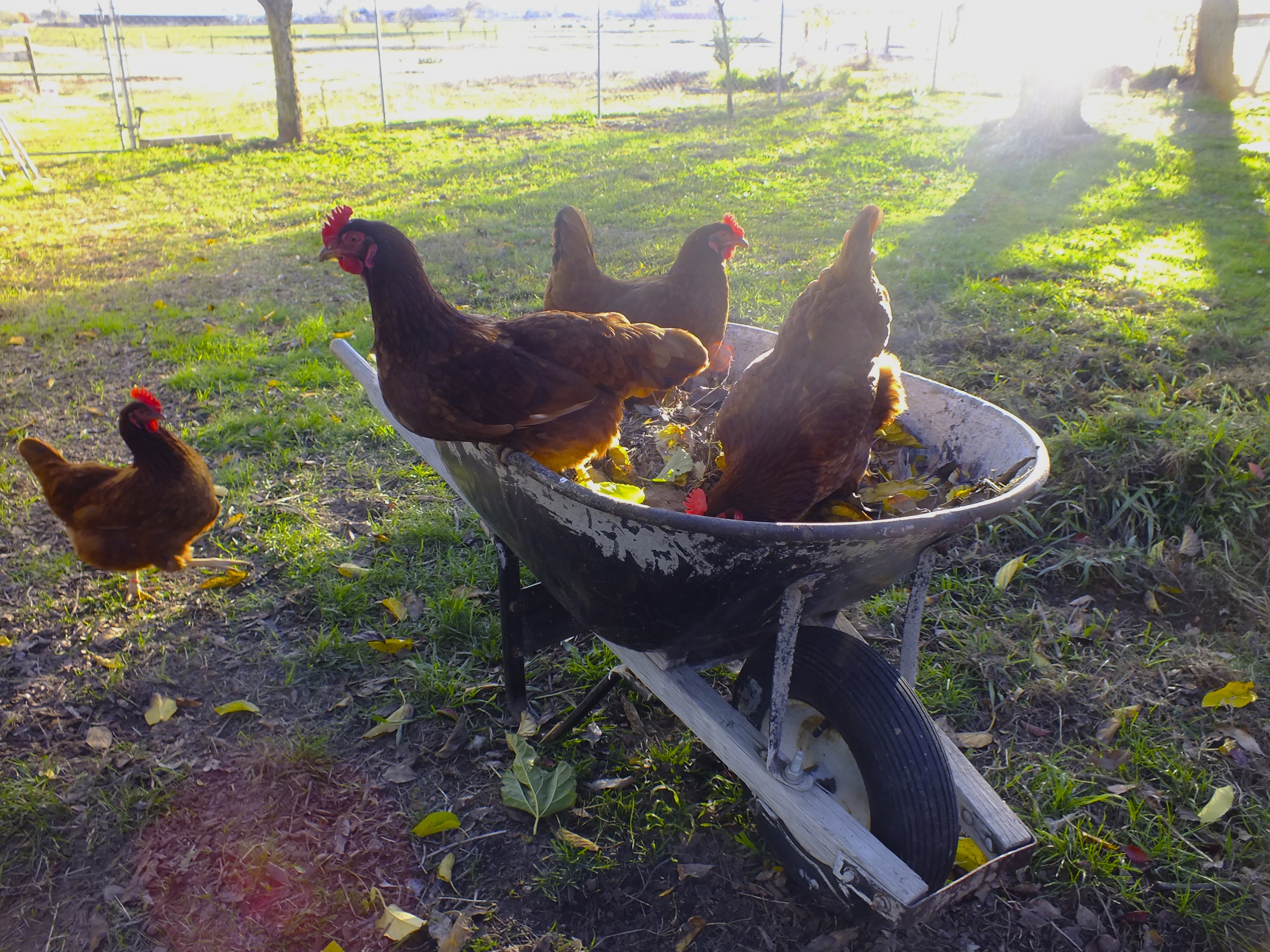 Lucy, Eileen, Brigid and Katie