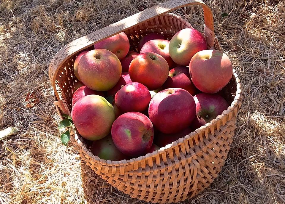 22154545_10155265360954690_5592038683757132920_n