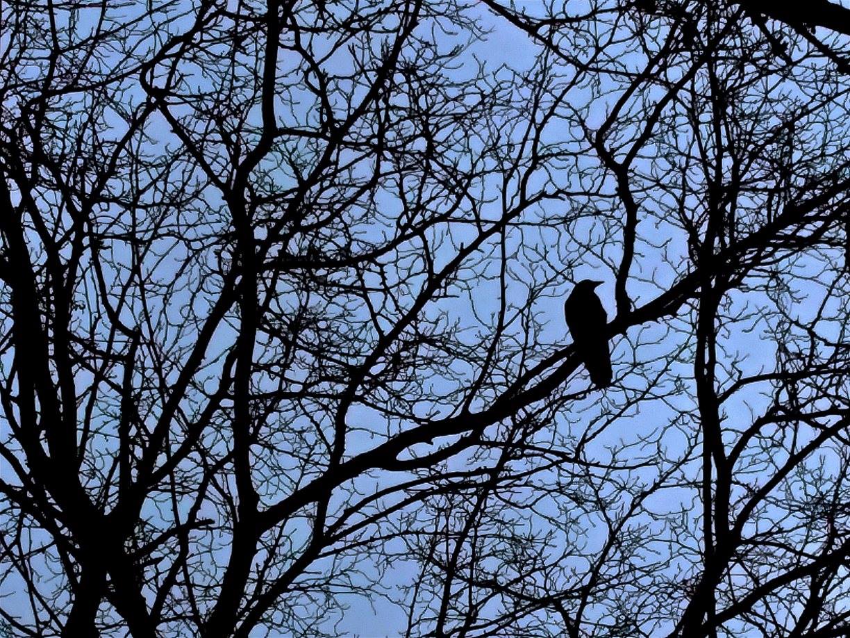 26678121_10155528050854690_5636881956401936069_o