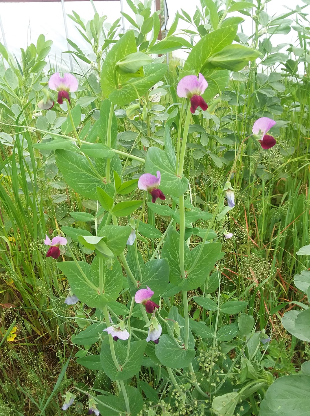 56157341_10156546899259690_1698224970712219648_o(1)