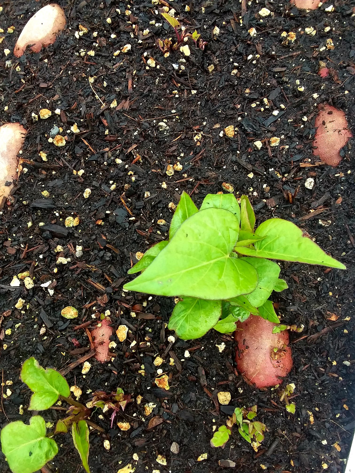 56877177_10156564118844690_9153516055937679360_o