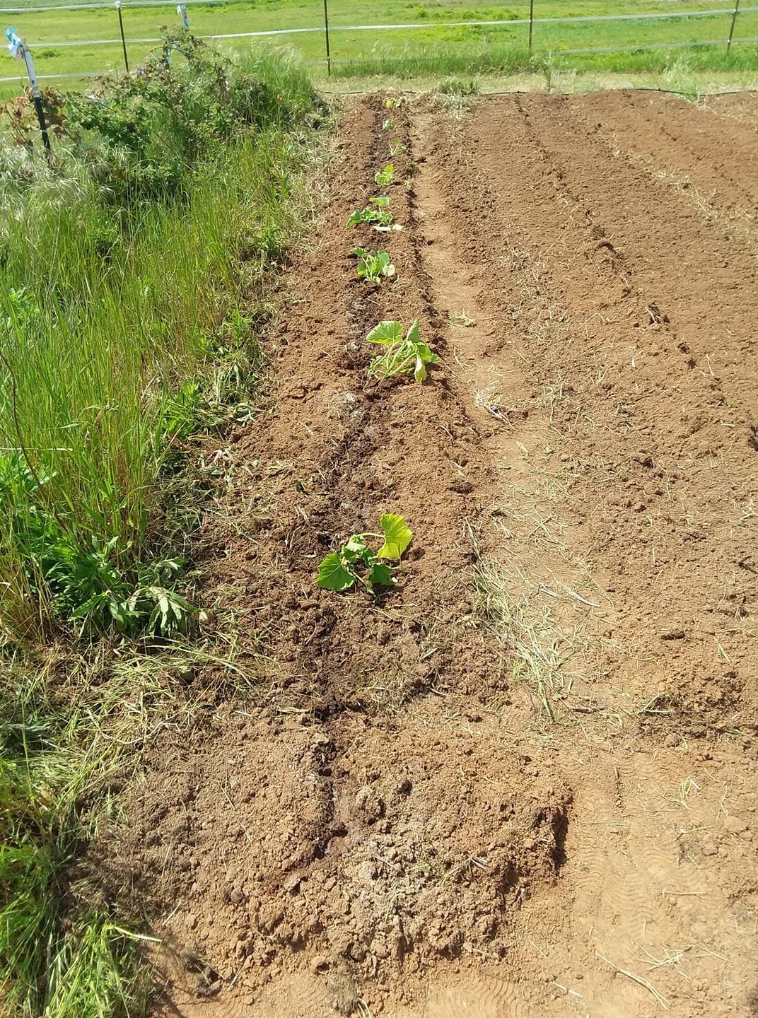 57039941_10156566368034690_8101790818412527616_o