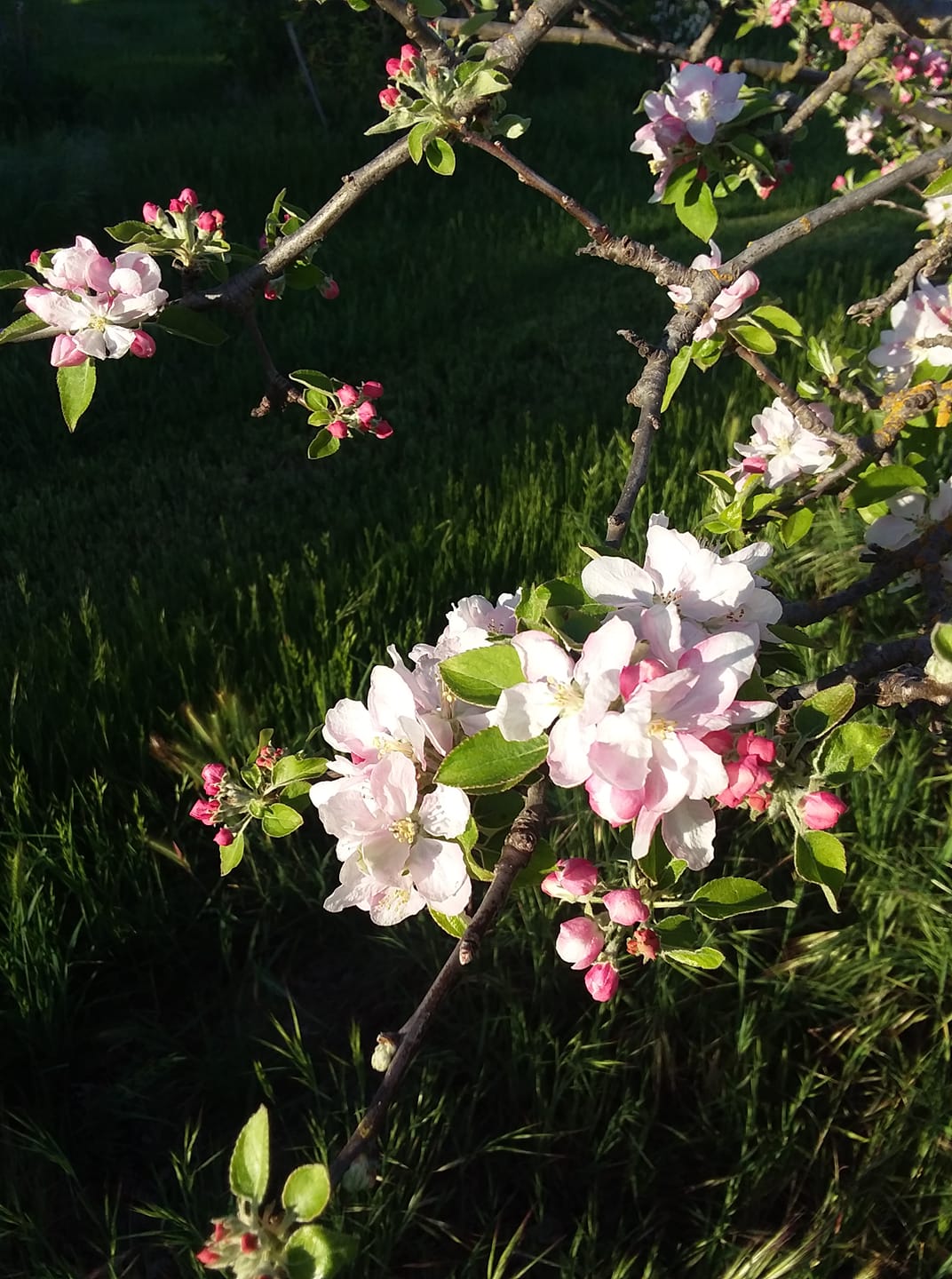 57319797_10156574064954690_1036478052084744192_o