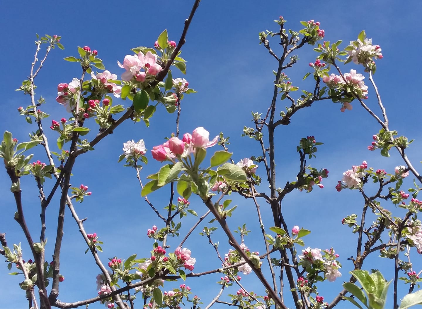 57612576_10156575796349690_3948864082370625536_o