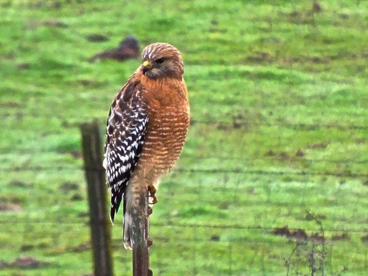 27164519_10155568280854690_6282162526626986865_o