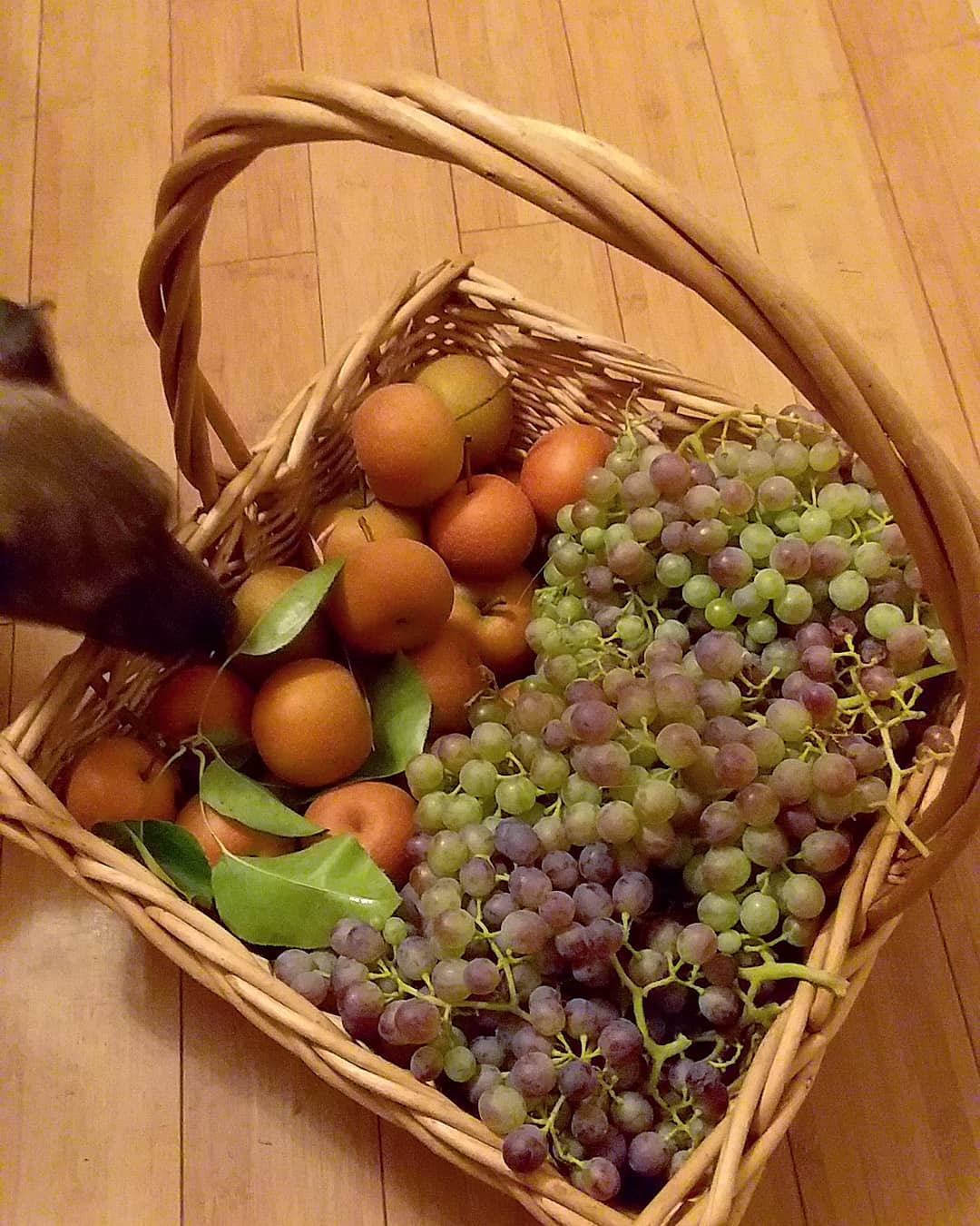 fruit and alvin 2020