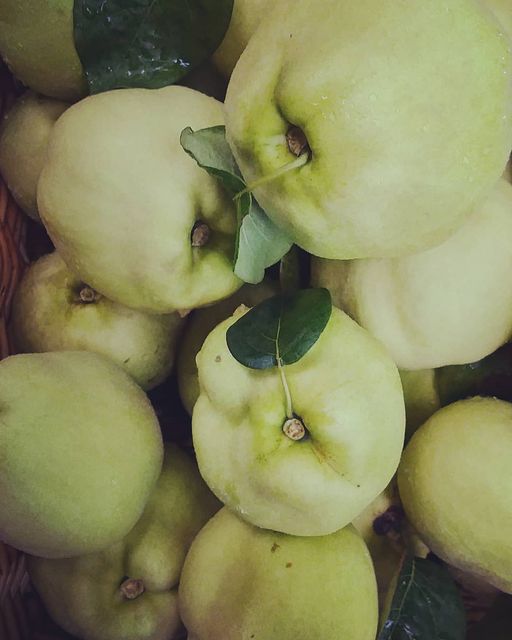 quince fruit