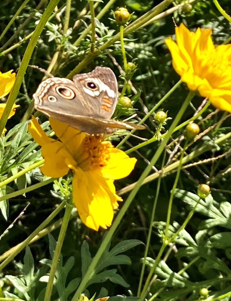 20759452-403D-4145-8CA3-789BF242E9CF_1_105_c