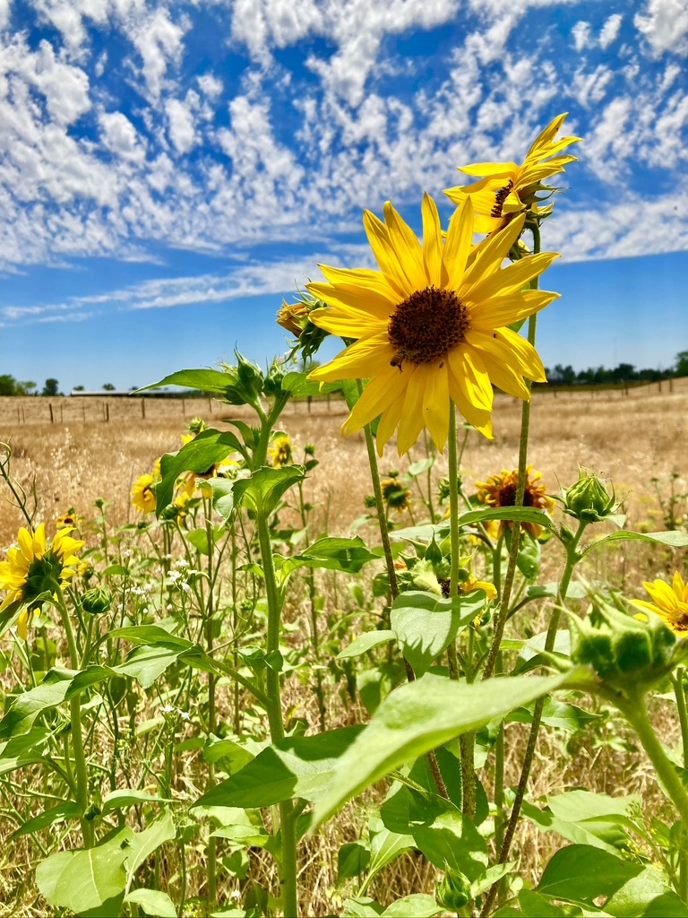 2C8D631B-FE78-4EC3-8A93-8DAFF0EBDD47_1_105_c