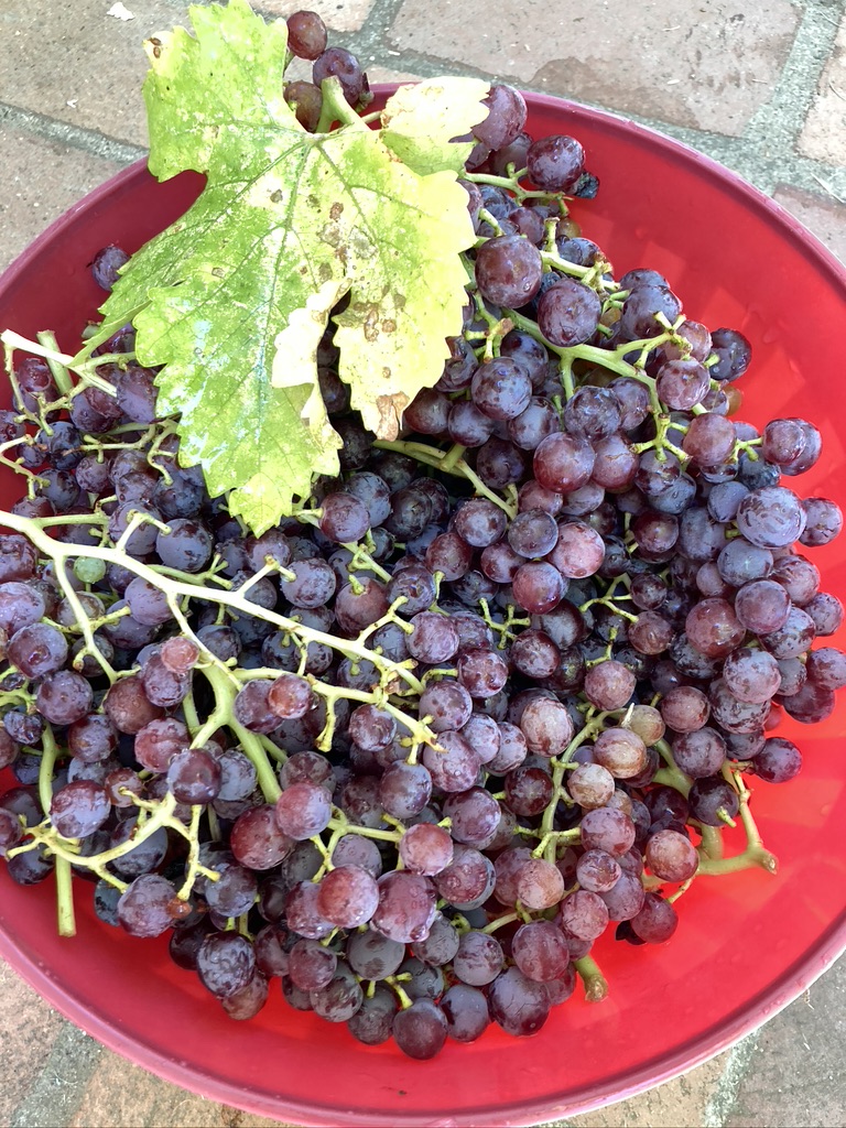 2D482B3A-9D58-4904-BA11-1304FB0FC53E_1_105_c