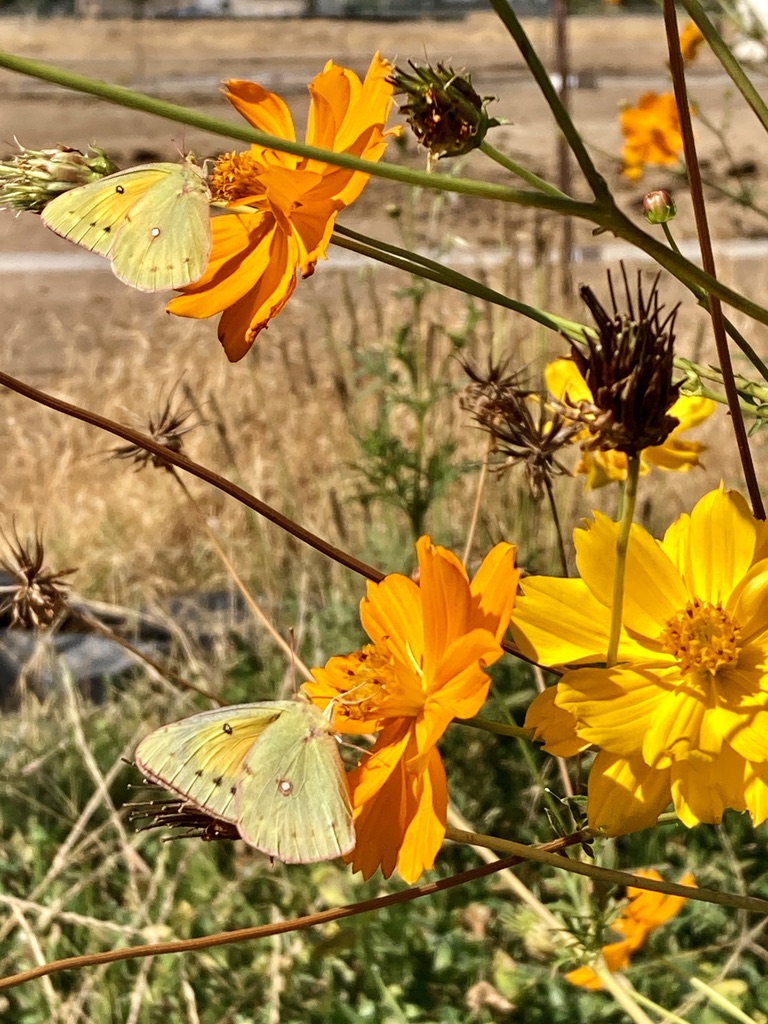 58D5BB6D-CFCB-48F5-8FEC-AD2CD649FD18_1_105_c