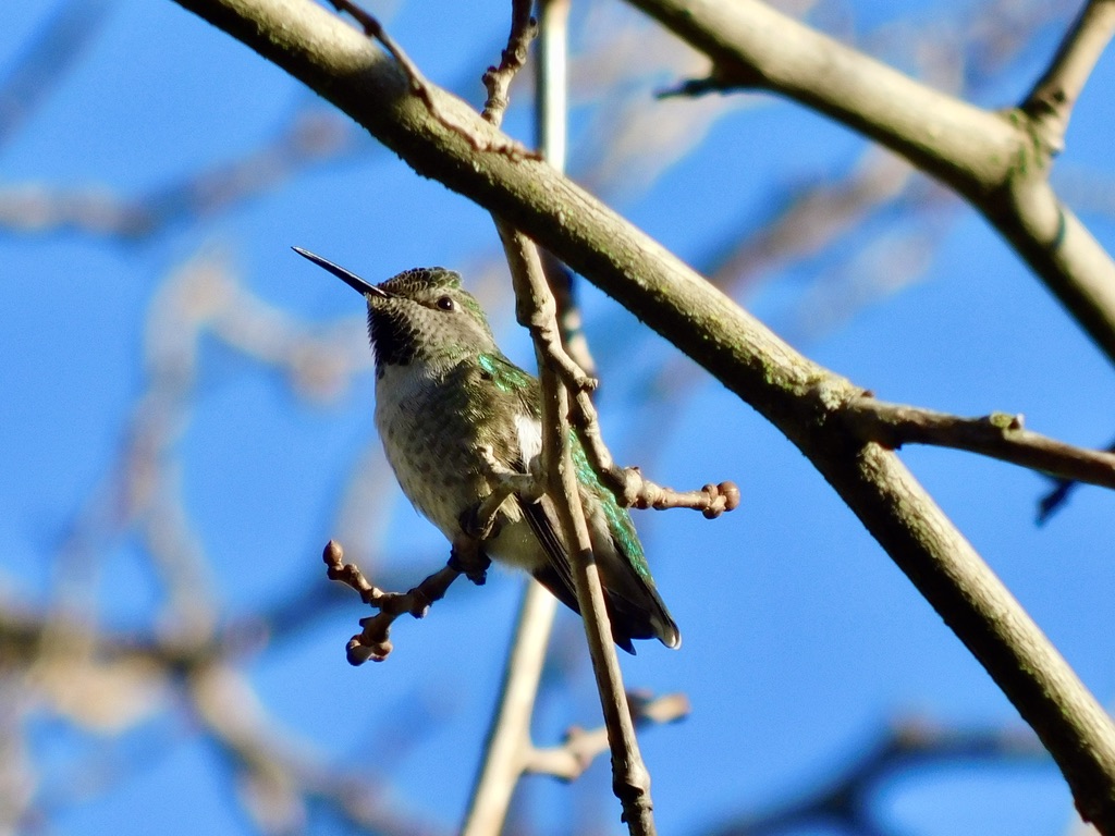 5911E2B8-32C4-4CF6-AD52-BE320EA5970D_1_105_c