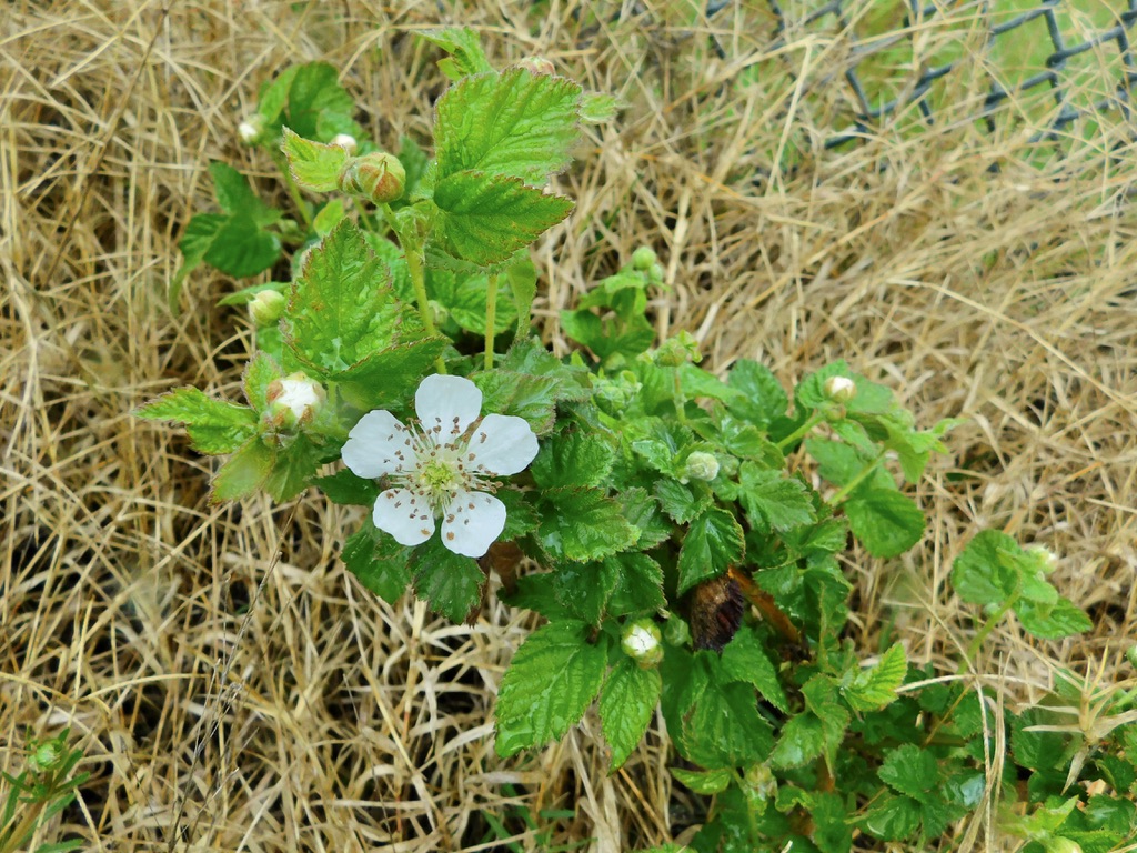 5FF89222-E749-4F9B-AD29-1DACB6E90ADA_1_105_c