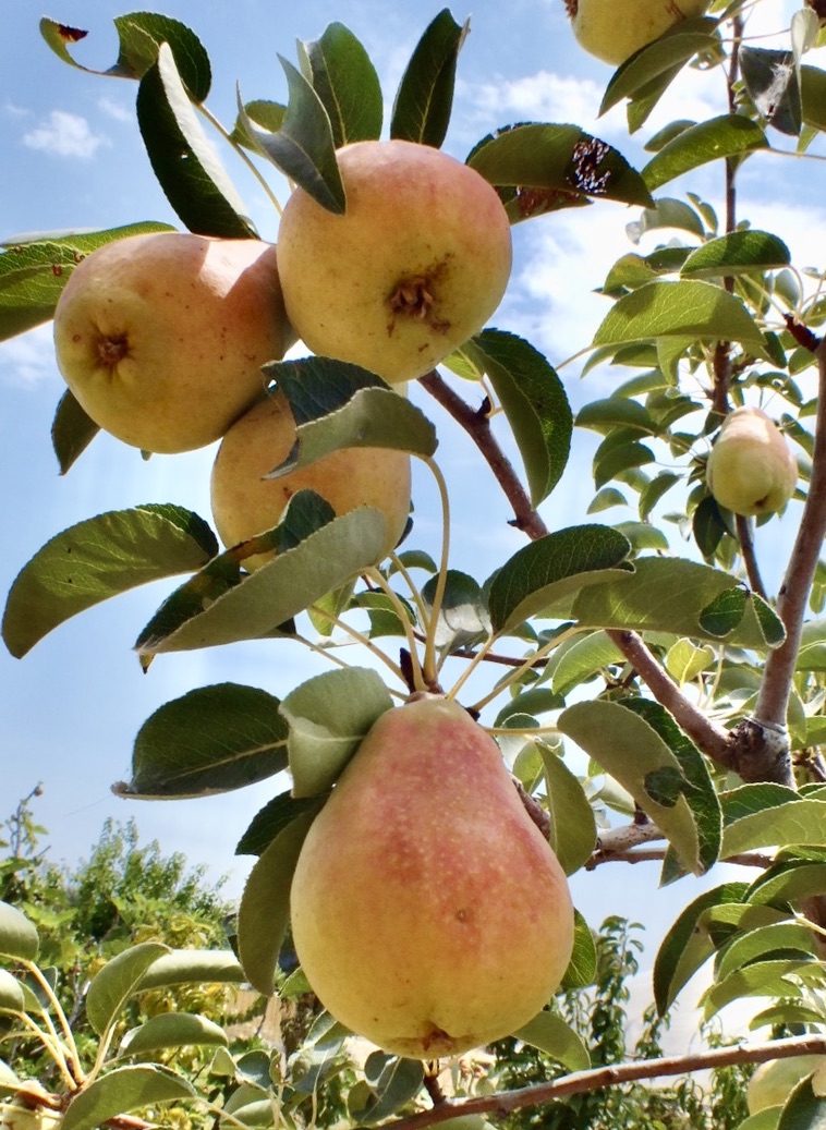 623C3153-8202-44A6-9645-B59B5D08EF21_1_105_c