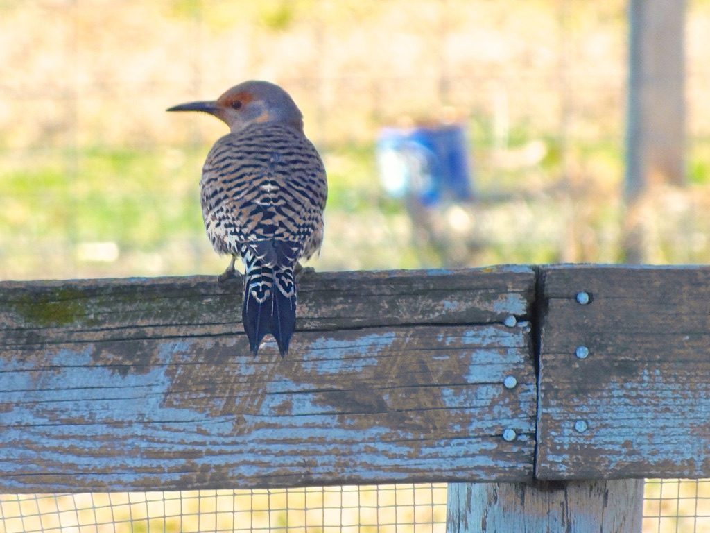 63FCF4B8-D135-4D88-AE0D-8C2F356CEC29_1_105_c