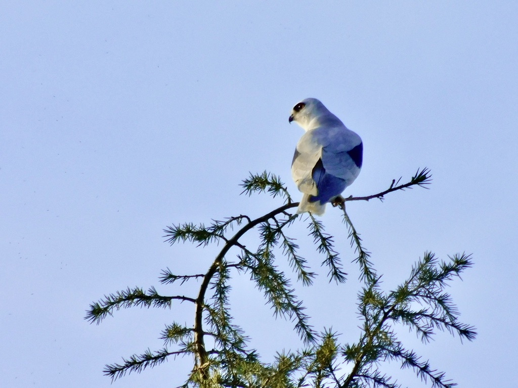 7CAF731D-1F40-44EB-879D-63B2254B5834_1_105_c