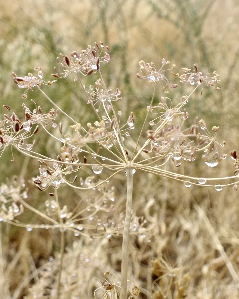 9346FCBC-9D9A-4BE8-8594-2B516B1F3533_1_105_c