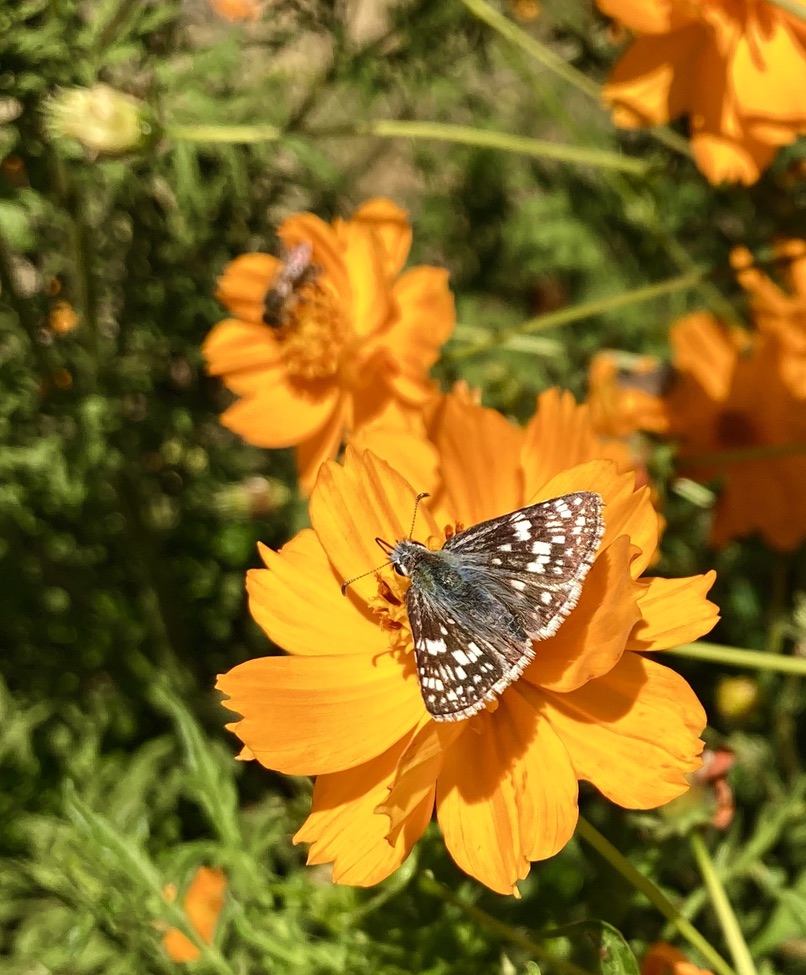 95603389-40A6-4F9F-A5DD-7DE05E246EF7_1_105_c