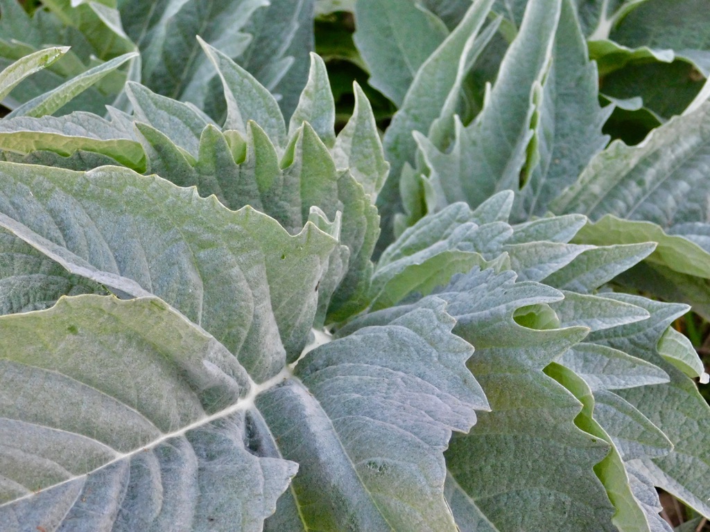 A006A5CB-B5D1-49FF-9334-2AF5CAFB09B5_1_105_c