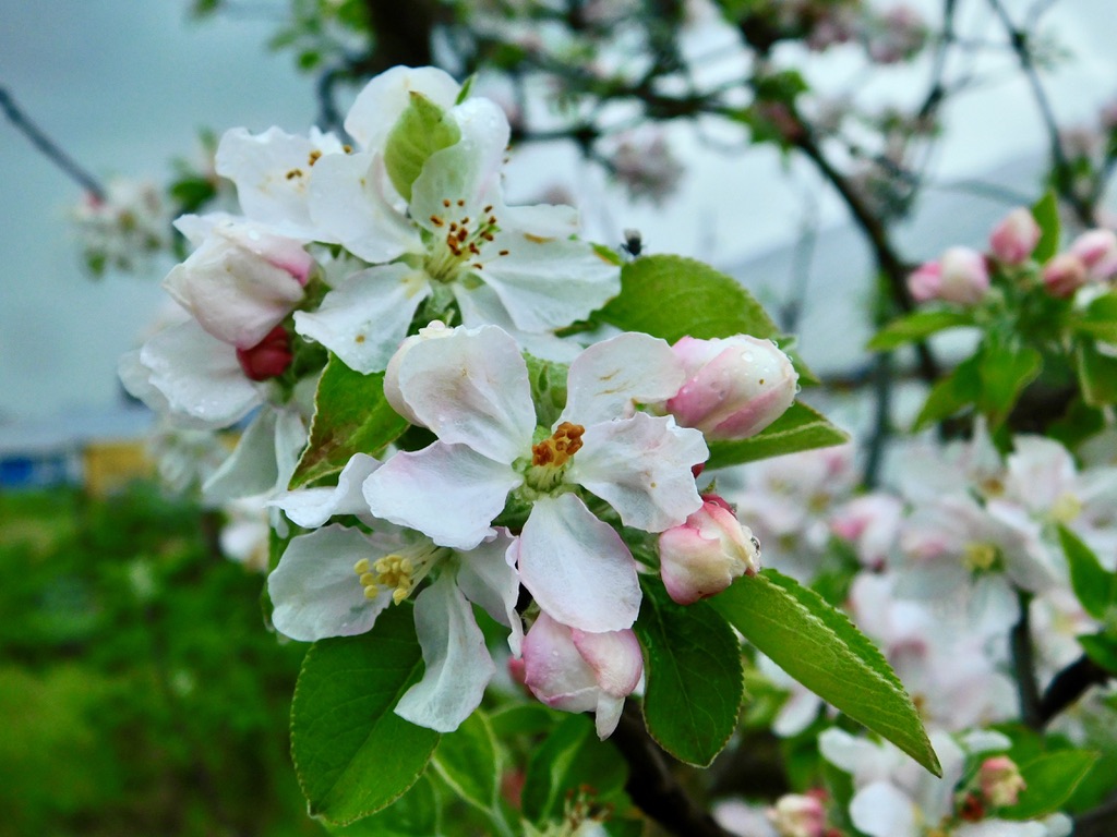 B5F5AF68-52D2-458F-AD1A-1FAB151B3DD5_1_105_c