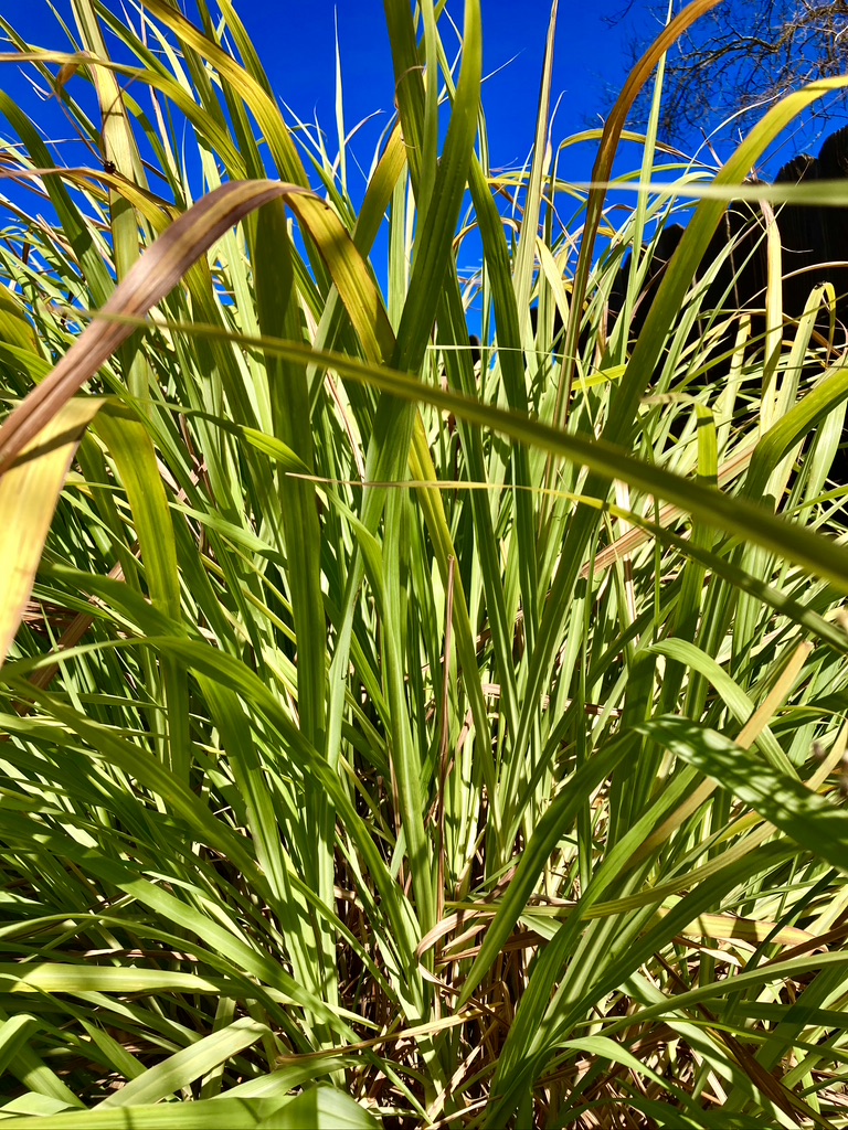 BCE0E24A-6F20-4CF2-91A5-5B233E74061C_1_105_c