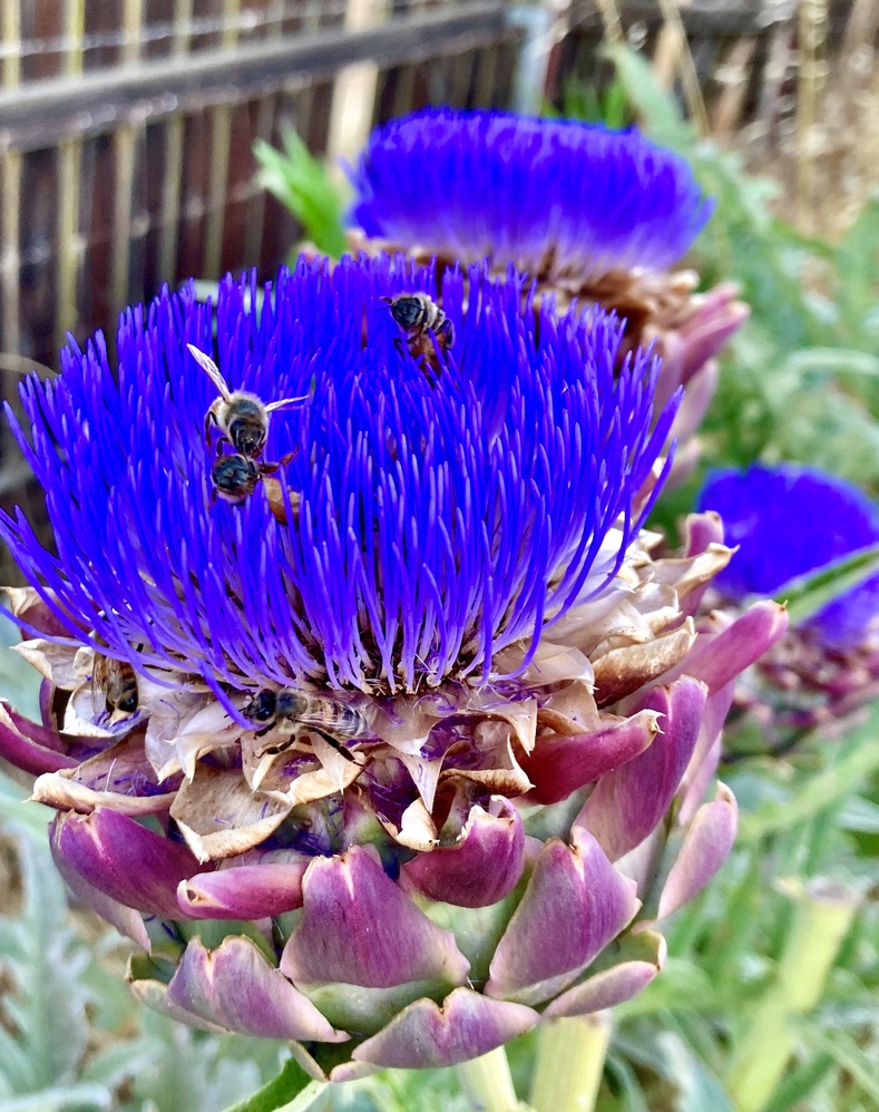 E330C726-0B82-4F8F-AD4D-68A21E11C84B_1_105_c