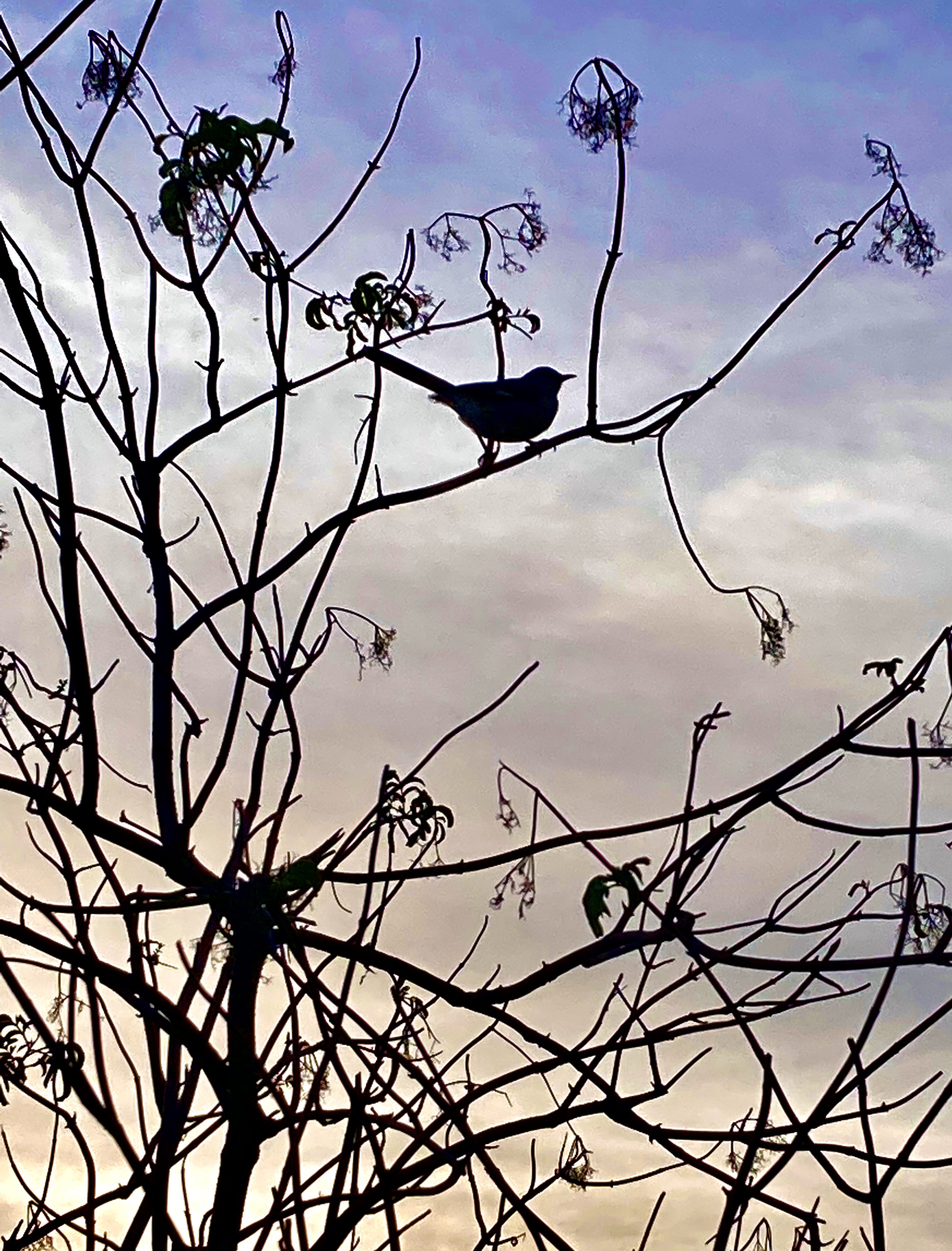 E420C65A-2696-482E-A706-35F1B938461D