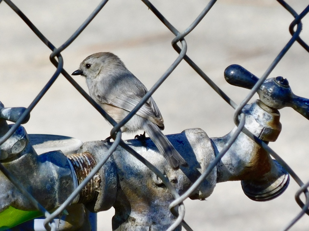 F2FD3307-95A3-4C17-AE5B-FF0CEA8EA676_1_105_c